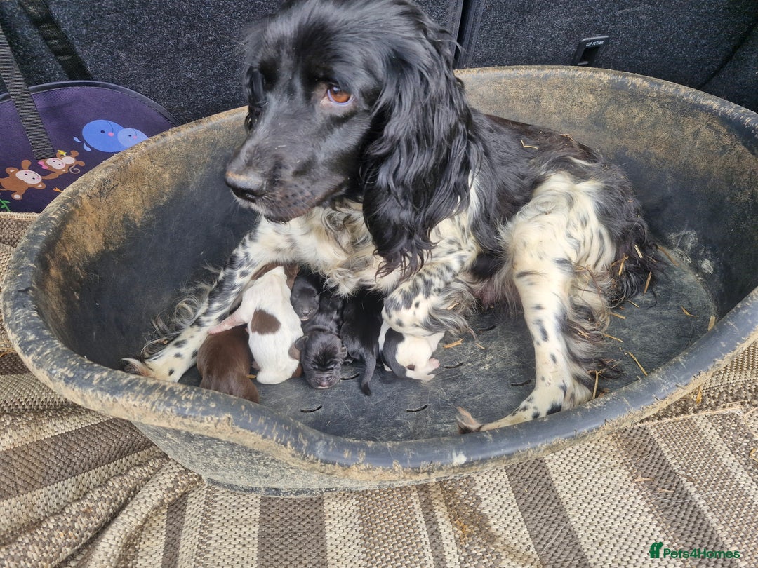 Sprocker dogs for sale: Beautiful Sprocker Puppies - Image 2