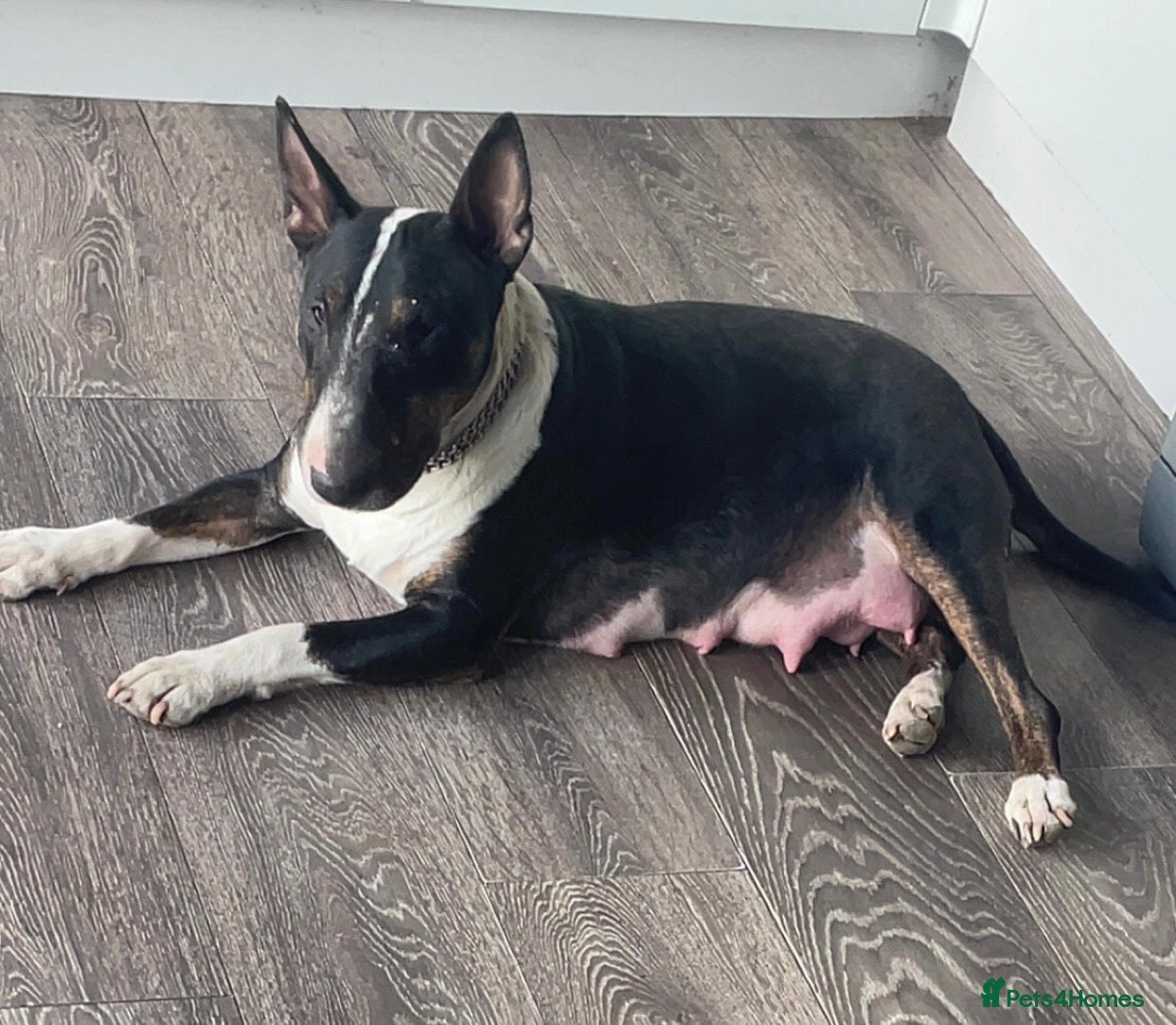 English Bull Terrier dogs KC Reg English Bull Terrier Puppies  - Advert 4