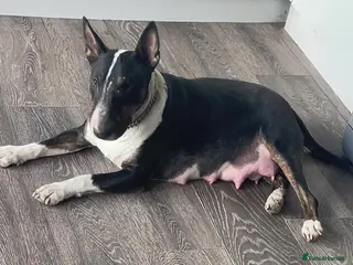 English Bull Terrier dogs KC Reg English Bull Terrier Puppies - Advert 4