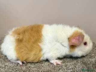 Guinea Pig rodents Teddy Sow Guinea Pigs - Advert 3