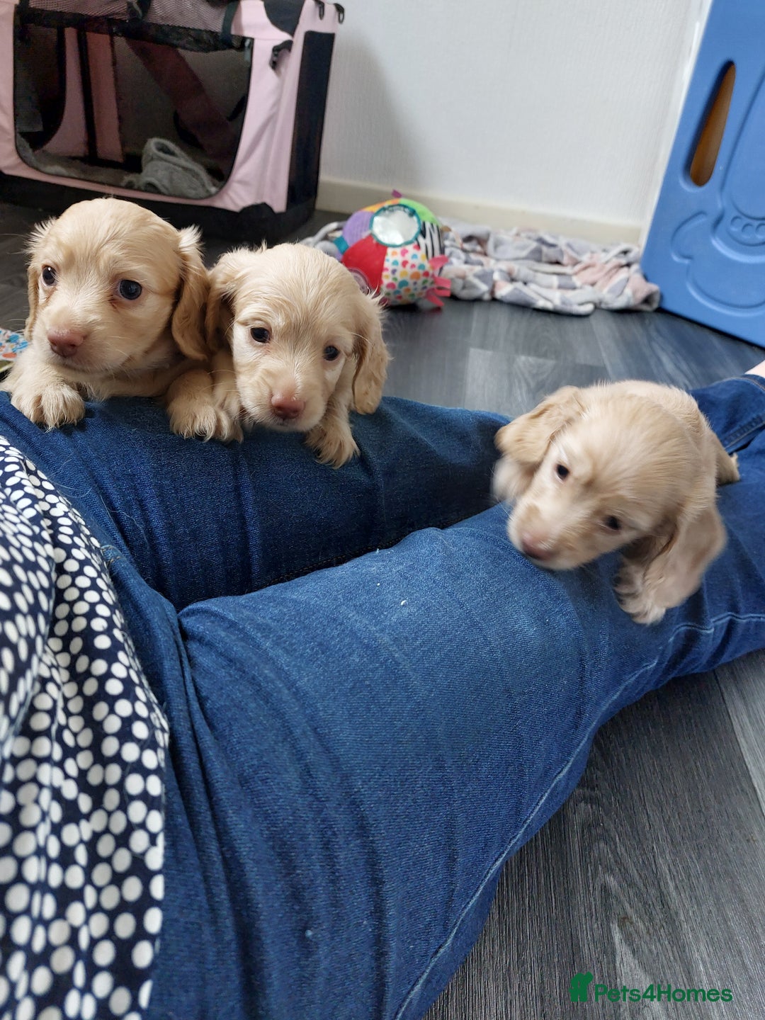 Miniature Dachshund dogs for sale: KC REG PRA CLEAR CREAM LONG HAIRED MINI DACHSHUNDS - Image 6