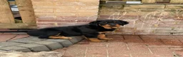 Rottweiler dogs for sale: Beautiful female Rottweiler puppy in Clacton-on-Sea - Advert 1