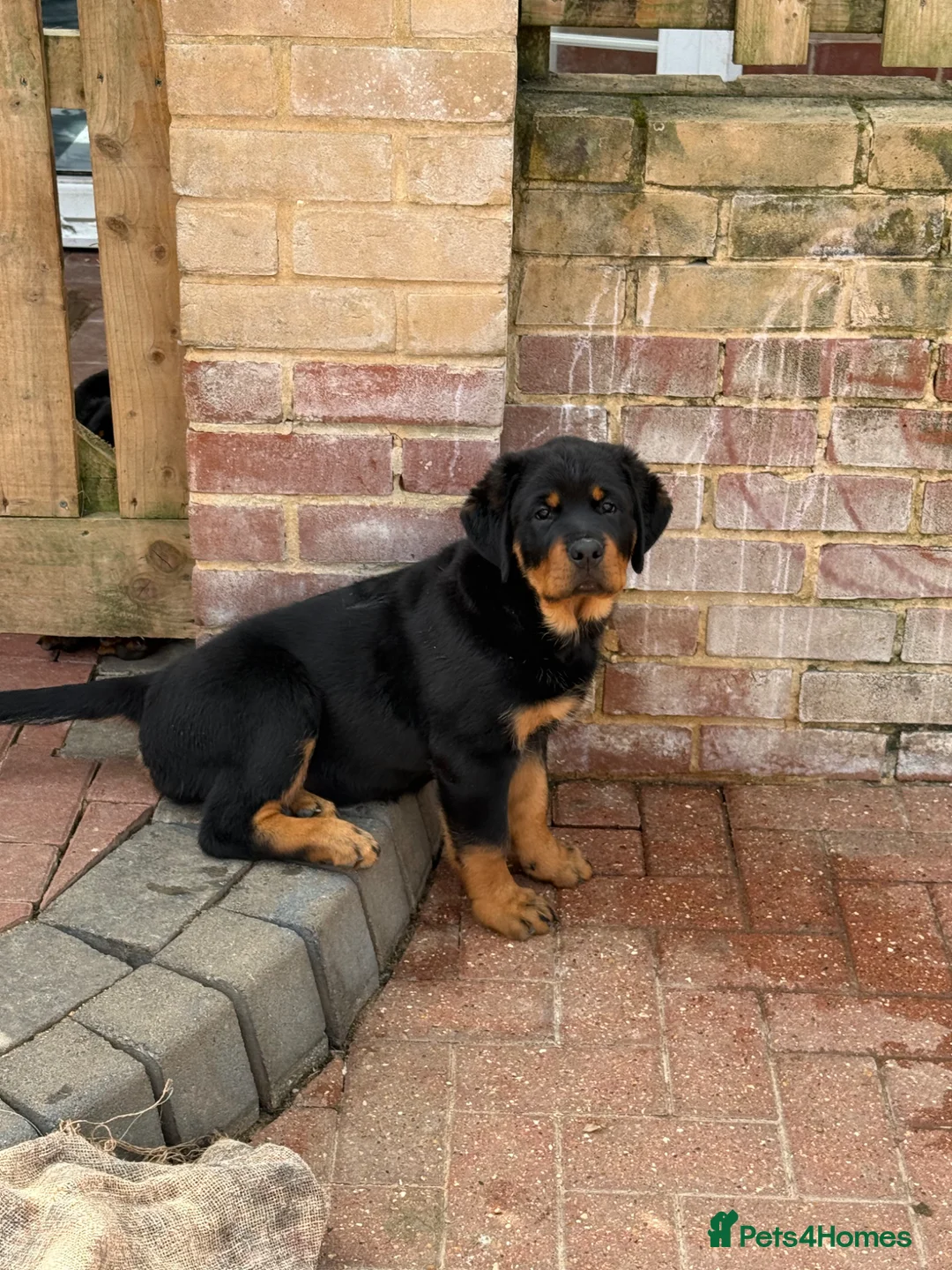 Rottweiler dogs for sale: Beautiful female Rottweiler puppy in Clacton-on-Sea - Advert 1