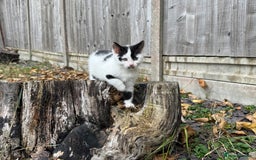 Domestic Shorthair cats for sale: Adorable Kittens Looking for a Loving Home, 🏡 - Image 16