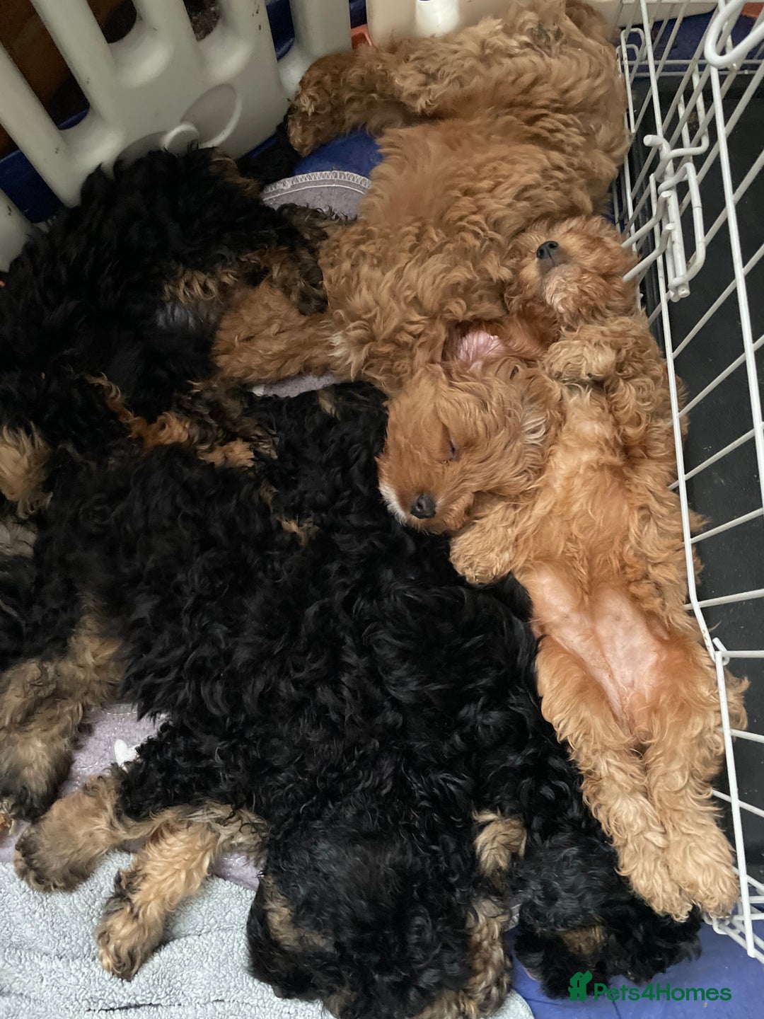 Cavapoo dogs for sale: Exceptional F1 Cavapoos. 5*  - Image 2