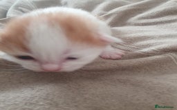Mixed Breed cats for sale: Mixed breed kittens  - Image 7