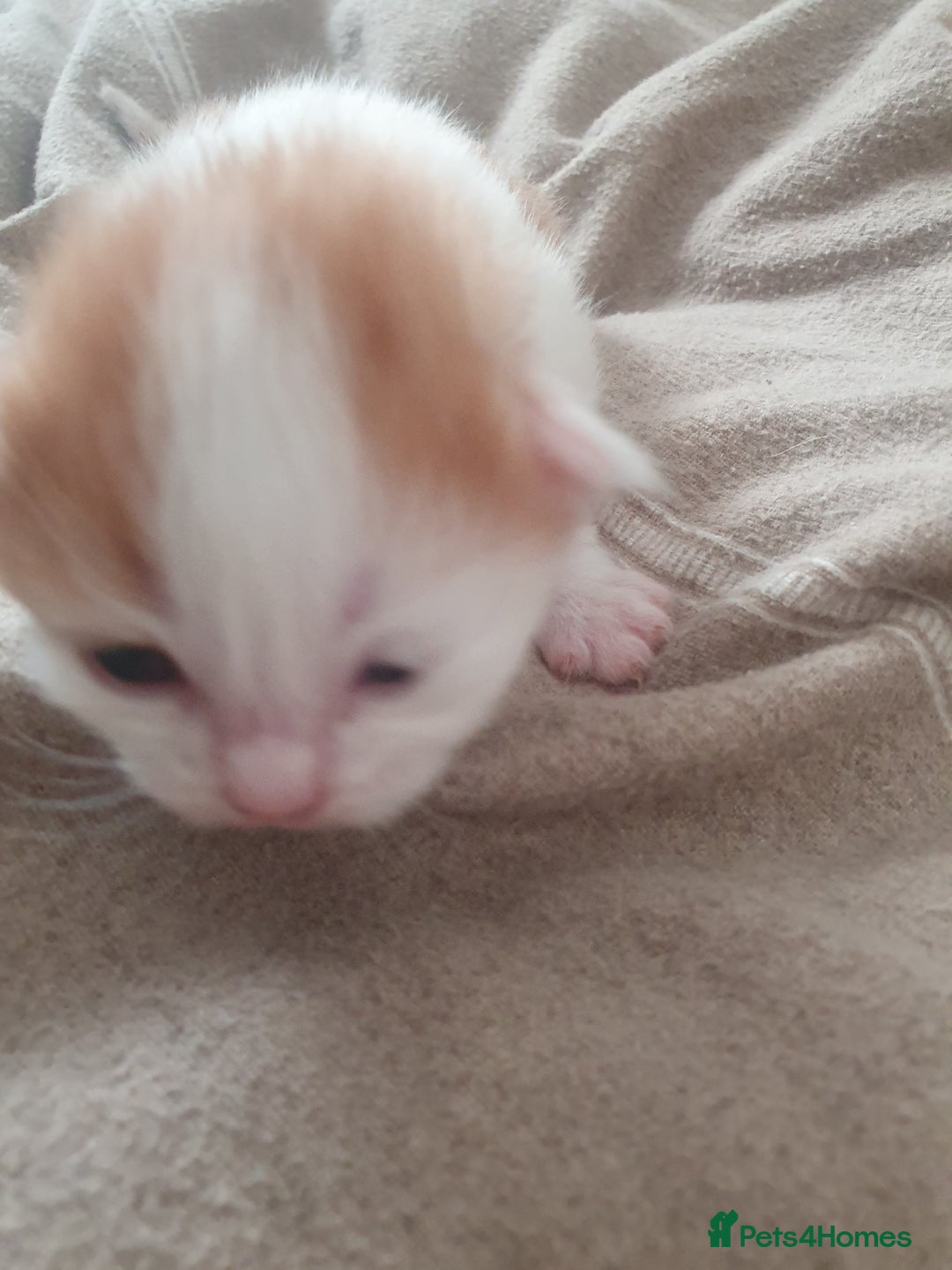 Mixed Breed cats for sale: Mixed breed kittens  - Image 7