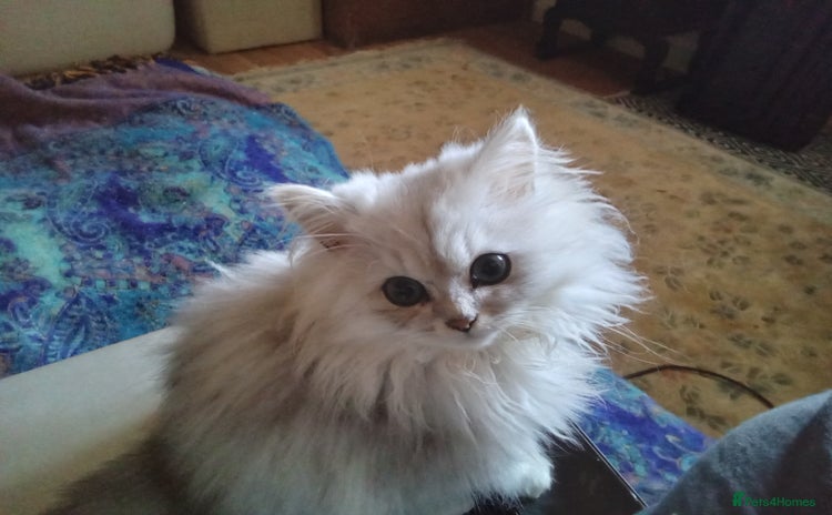Persian cats - Advert 7