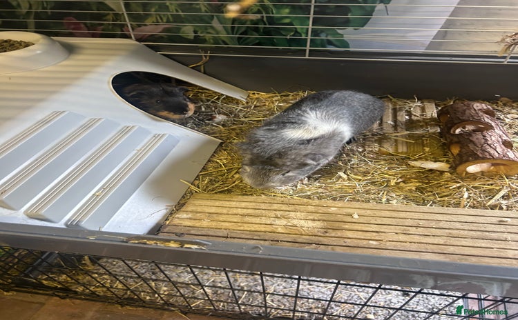 Guinea Pig rodents - Advert 1