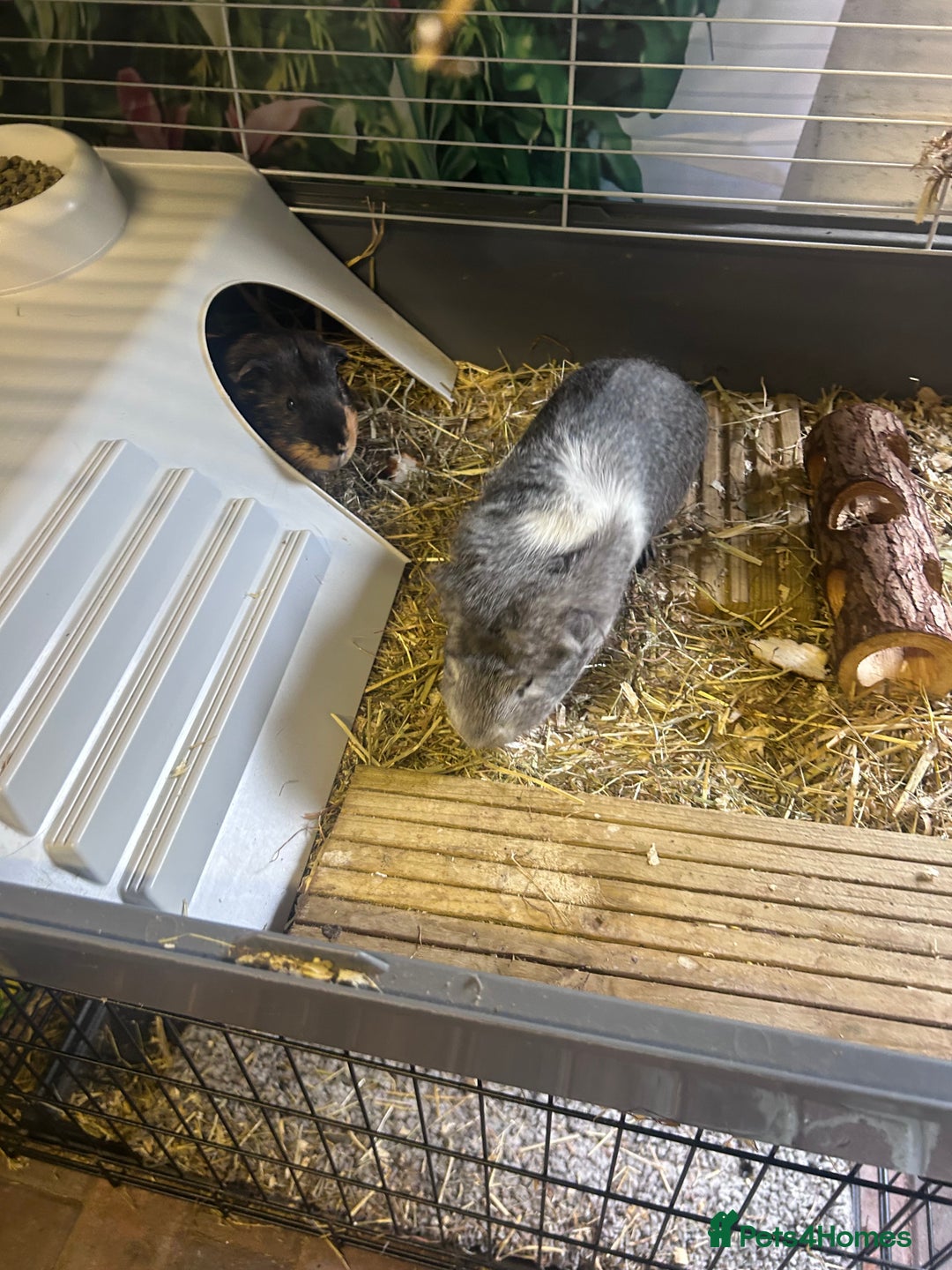 Guinea Pig rodents for sale: Guinea pigs males and cage FREE - Image 1