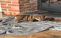English Bulldog dogs for sale: KC girls  - Image 5