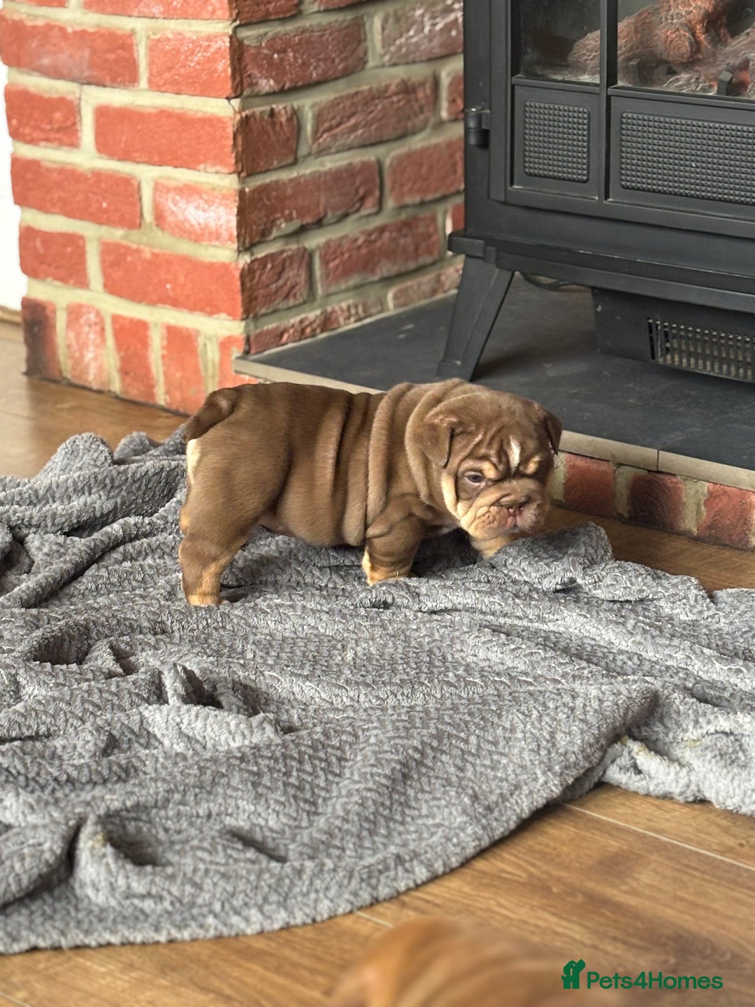 English Bulldog dogs for sale: KC girls  - Image 5