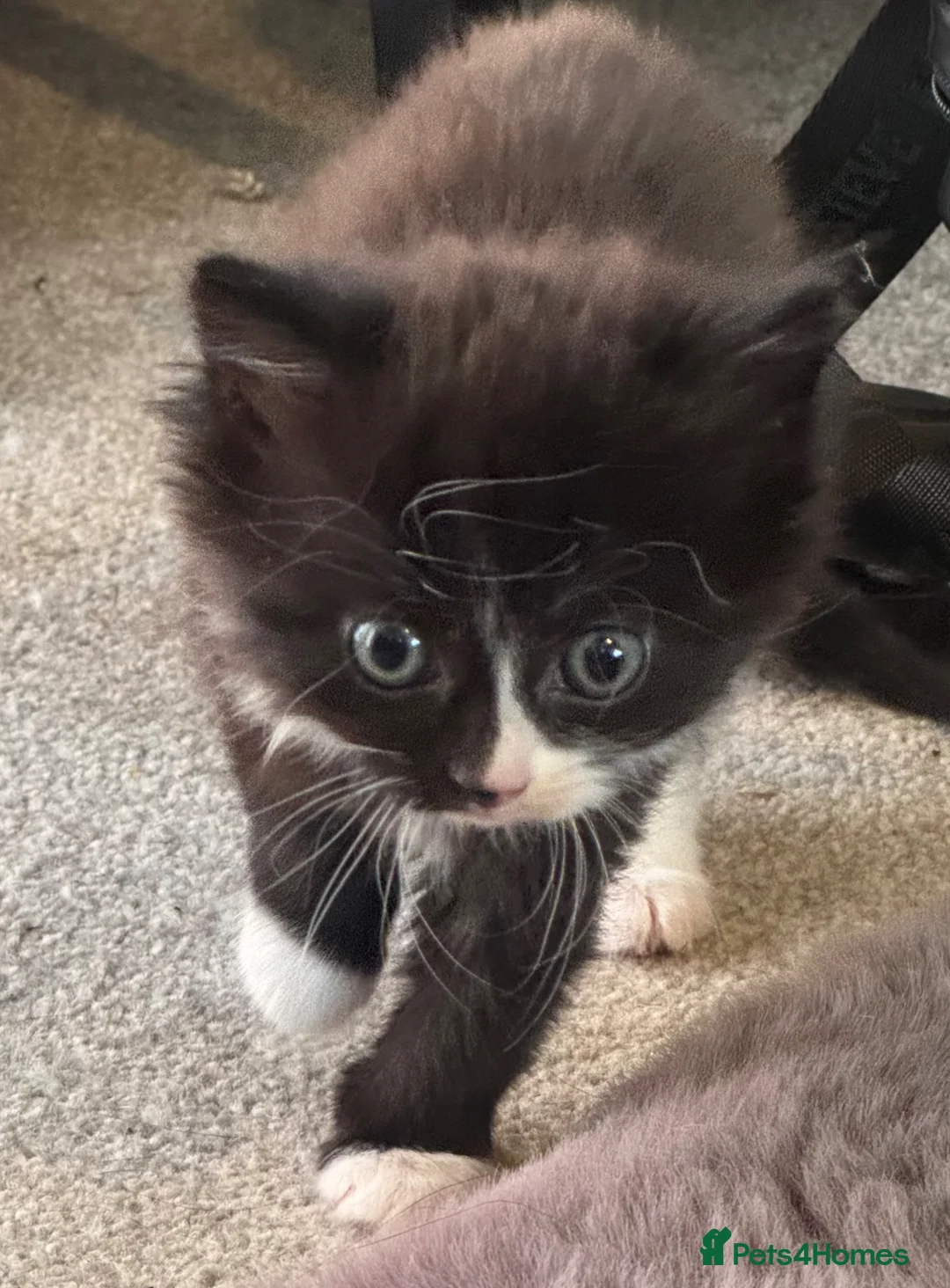 Maine Coon cats for sale: Maine coon X kittens!🫶🏻 - Advert 7