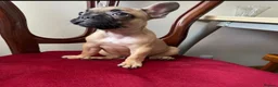 French Bulldog dogs for sale: 4 Beautiful French Buldog Puppies - Advert 8