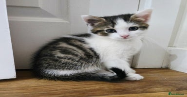 Mixed Breed cats - Advert 15