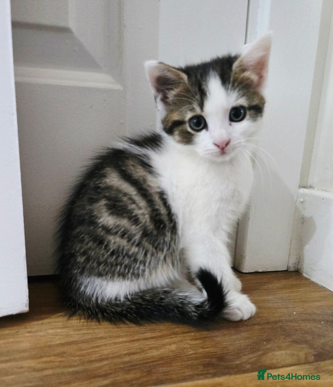 Mixed Breed cats for sale: 6 kittens  - Image 3