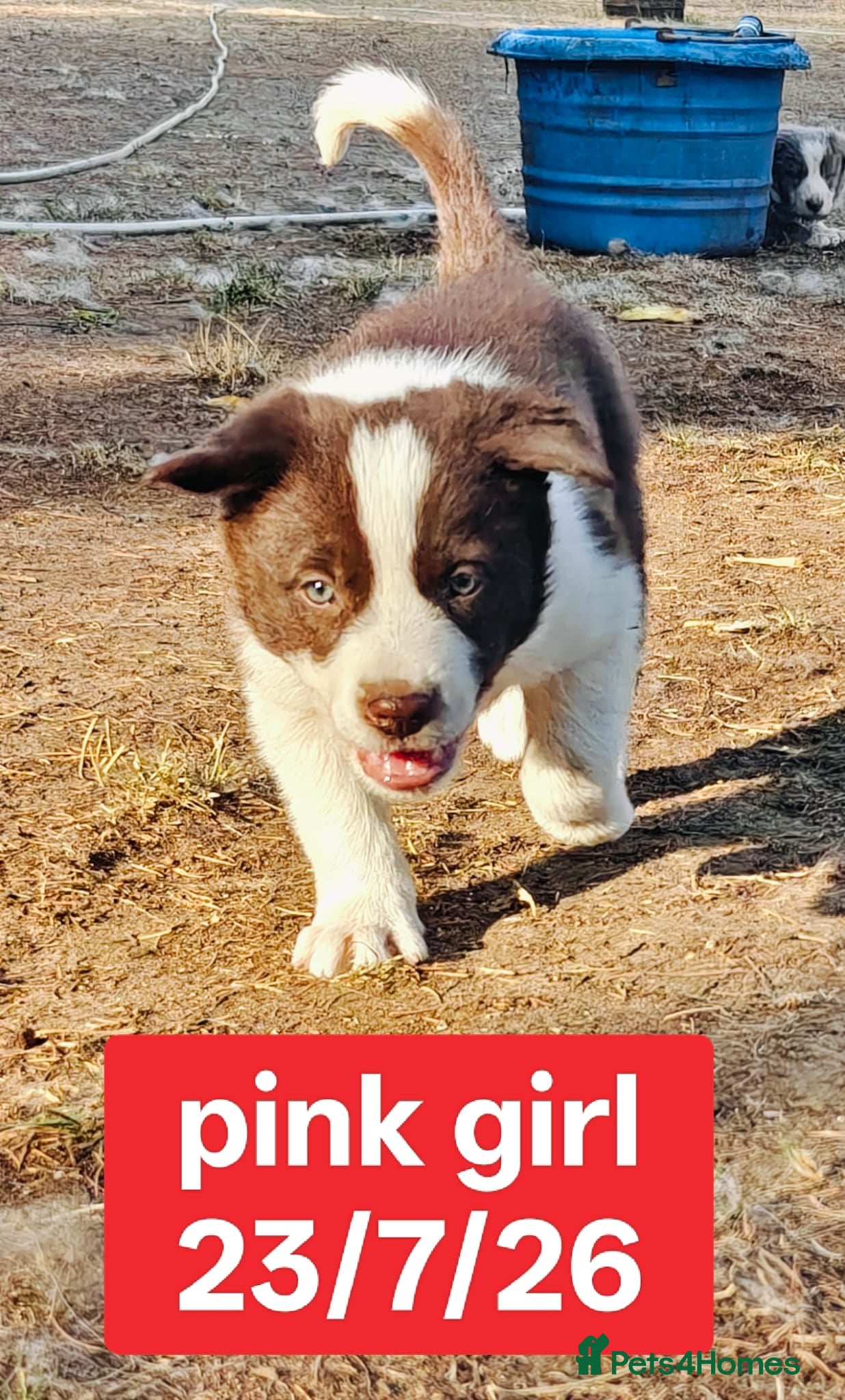 Border Collie dogs KC registered Border collie pups for sale - Advert 1