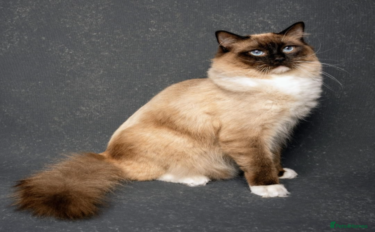 Ragdoll cats - Advert 9