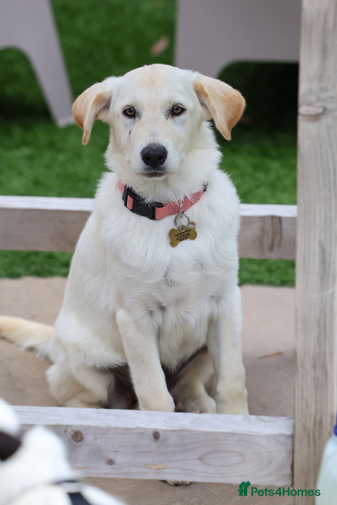 Mixed Breed dogs for adoption: Cuddly Crumble - Image 5