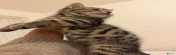 Mixed Breed cats for sale: Kittens  - Advert 19