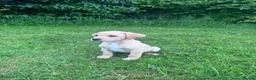 Labrador Retriever dogs for sale: Golden Labrador Puppies - Advert 12