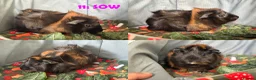 Guinea Pig rodents for sale: Various Guinea Pigs - Ready Now - Advert 22