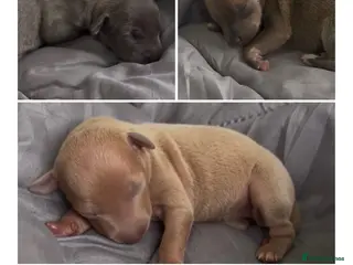 Italian Greyhound dogs Italian greyhounds - Advert 4