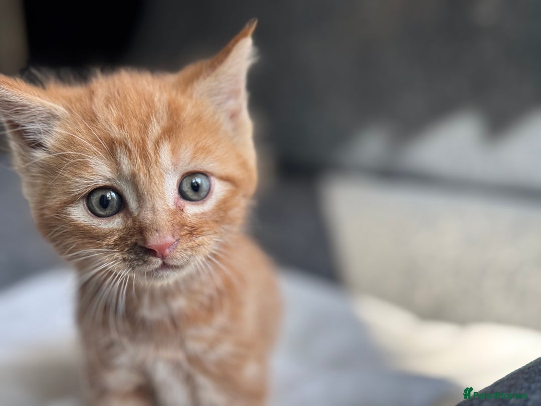 British Longhair cats for sale: beautiful kittens looking for forever home - Image 5