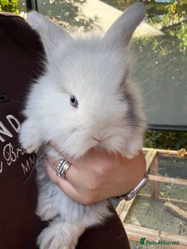 Gallery Image {{count}}