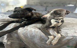 Mixed Breed dogs for sale: Bull whippets - Image 13
