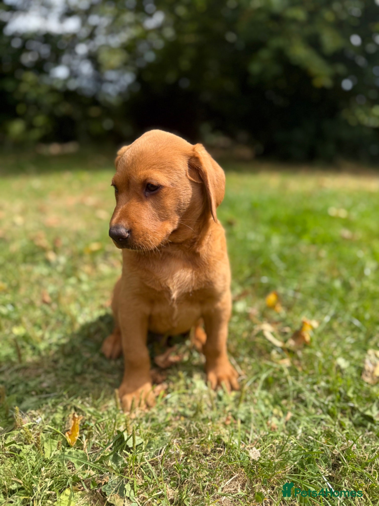 Labrador Retriever dogs Kc reg ftch Labrador puppies - Advert 12