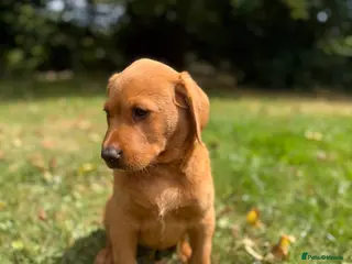 Labrador Retriever dogs Kc reg ftch Labrador puppies - Advert 12
