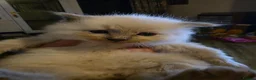 Mixed Breed cats for sale: Maine Coon cross Ragdoll  - Advert 3