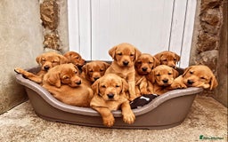 Labrador Retriever dogs for stud: KC REG FULLY HEALTH TESTED WORKING DARK RED STUD in Hawes - Image 9