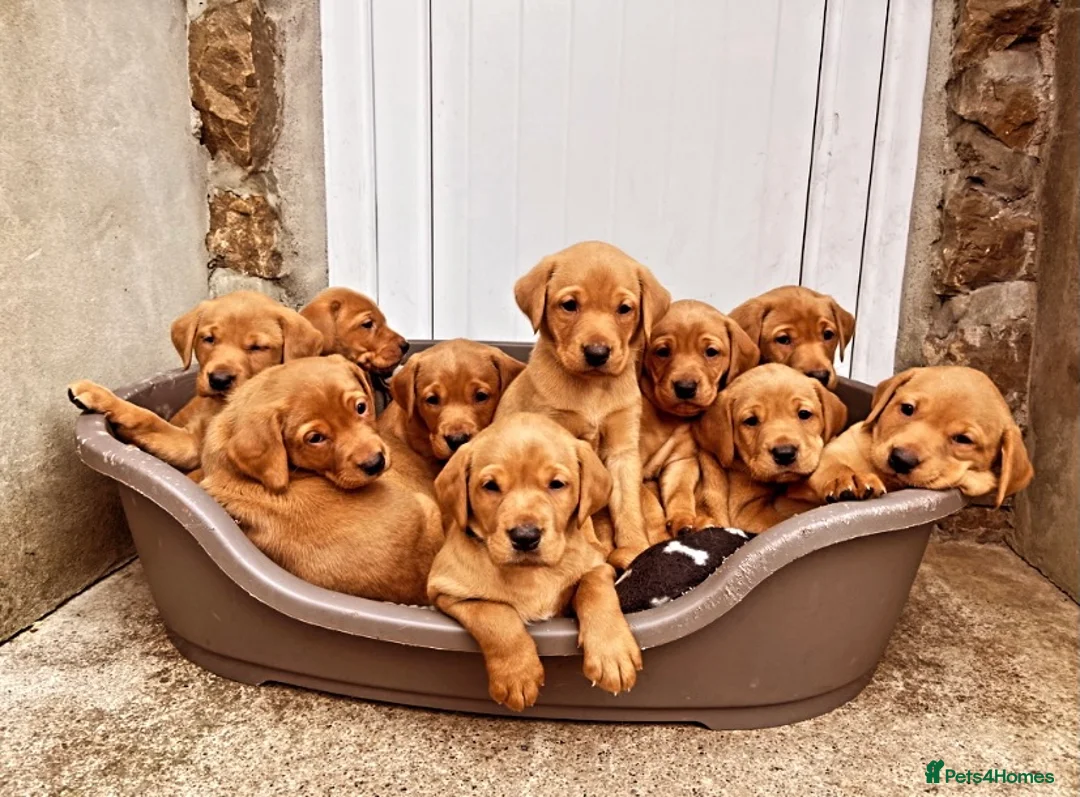 Labrador Retriever dogs for stud: KC REG FULLY HEALTH TESTED WORKING DARK RED STUD in Hawes - Advert 9