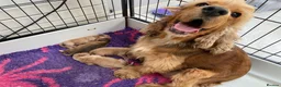 Cocker Spaniel dogs for sale: KC Reg Show Type Cocker Spaniel  - Advert 9
