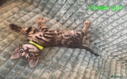 Bengal cats for sale: Pure bengal kittens  - Image 5