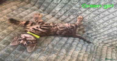 Bengal cats - Advert 2