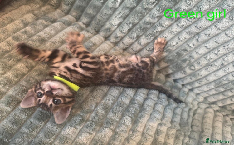 Bengal cats - Advert 15
