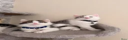 Mixed Breed cats for sale: Ragdoll X Turkish angora kittens for SALE !!! - Advert 12