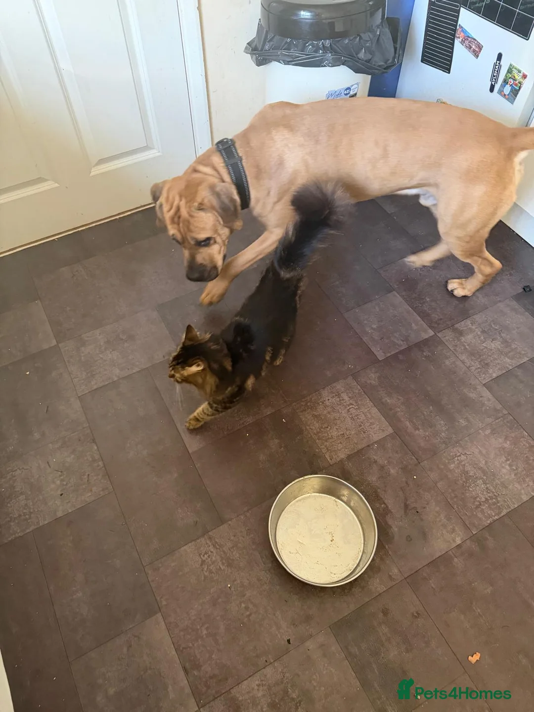 Mixed Breed dogs for sale: Koda wants your loving ❤️  - Advert 2