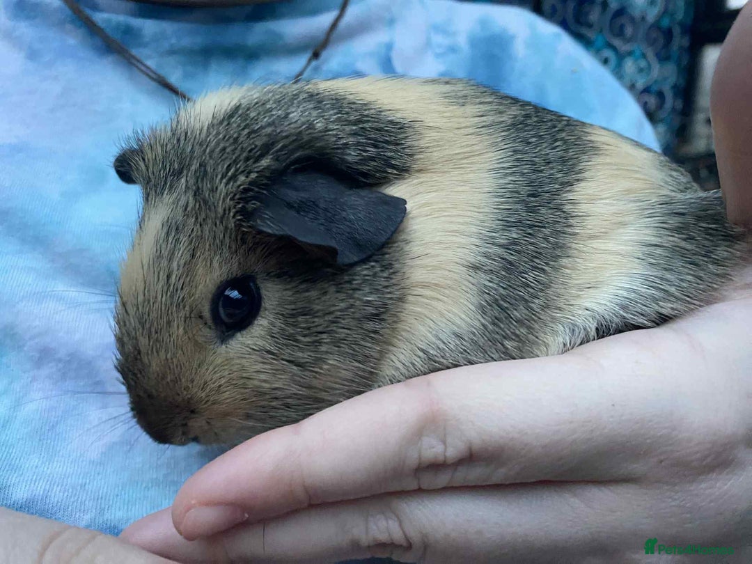 Guinea Pig rodents for sale: Female / sow guinea pigs for sale - Advert 4