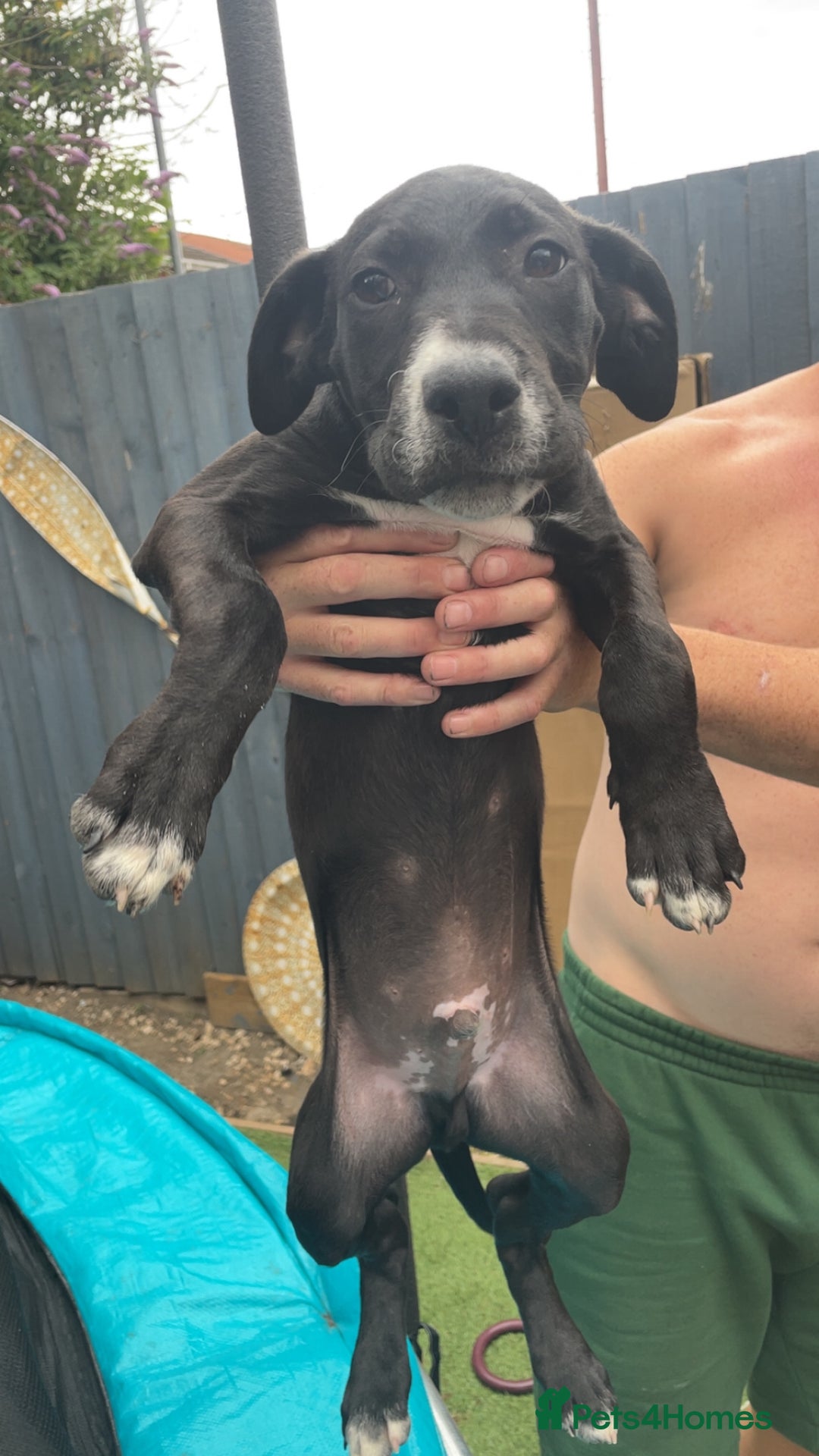 Mixed Breed dogs for sale: Bull greyhound - Image 1