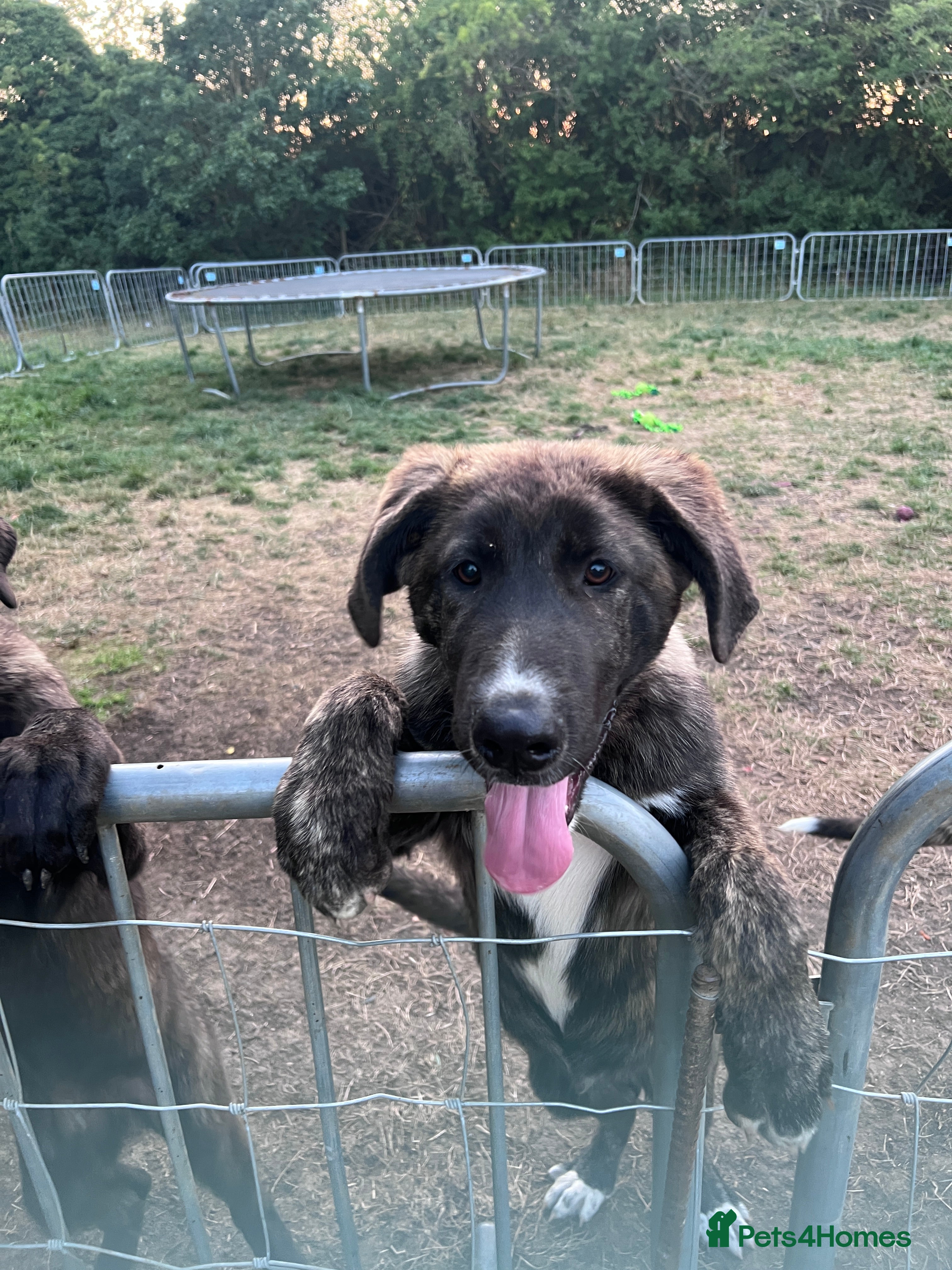 Mixed Breed dogs Akita/Dane Shepherd Puppies - Advert 2