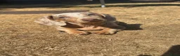 Dachshund dogs for sale: Dachshund for sale  - Advert 5