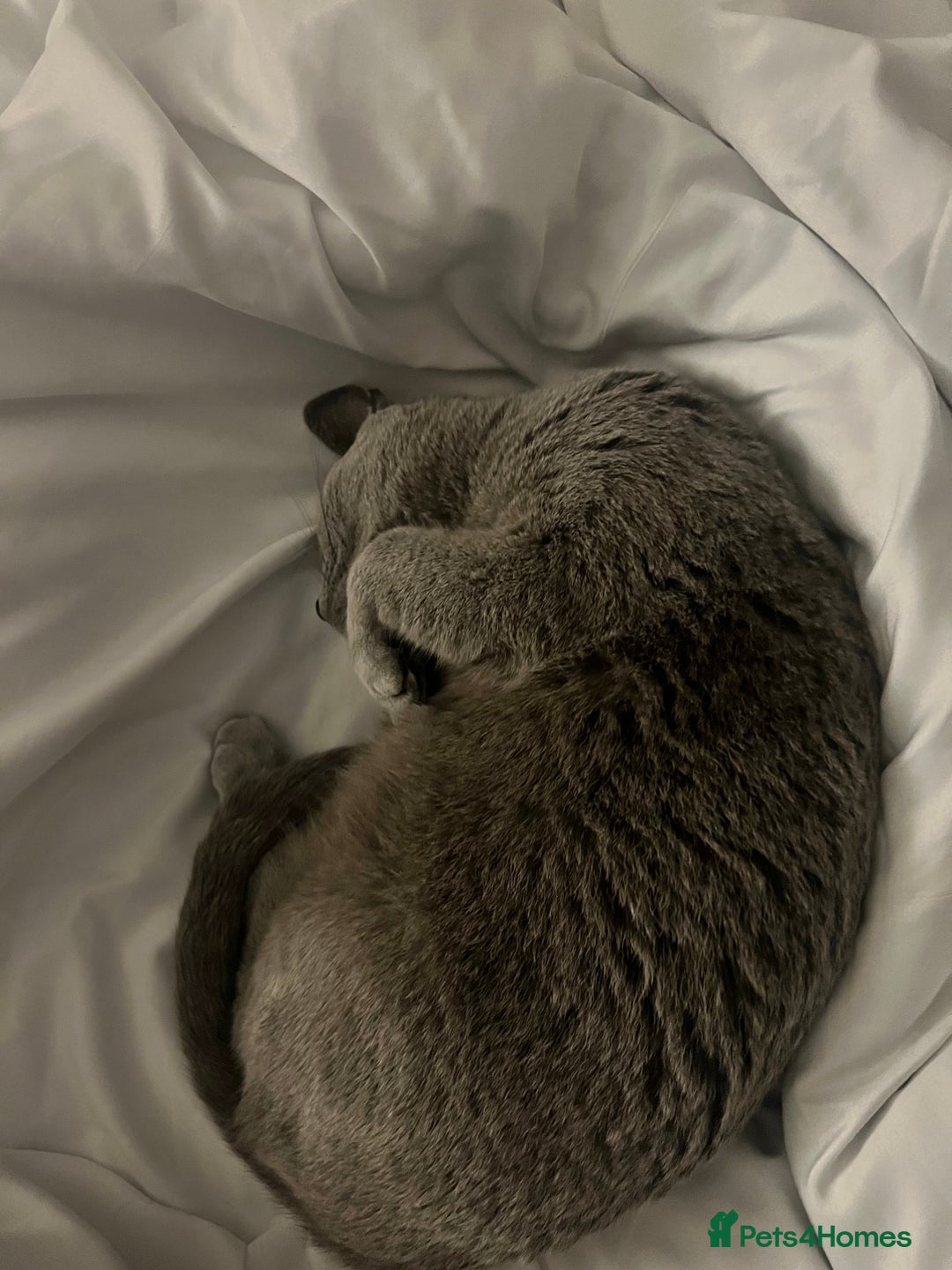 Russian Blue cats for sale: Pedigree Russian Blue Female for sale  - Advert 10