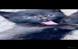 Mixed Breed cats for sale: 6 Kittens for sale - Image 6