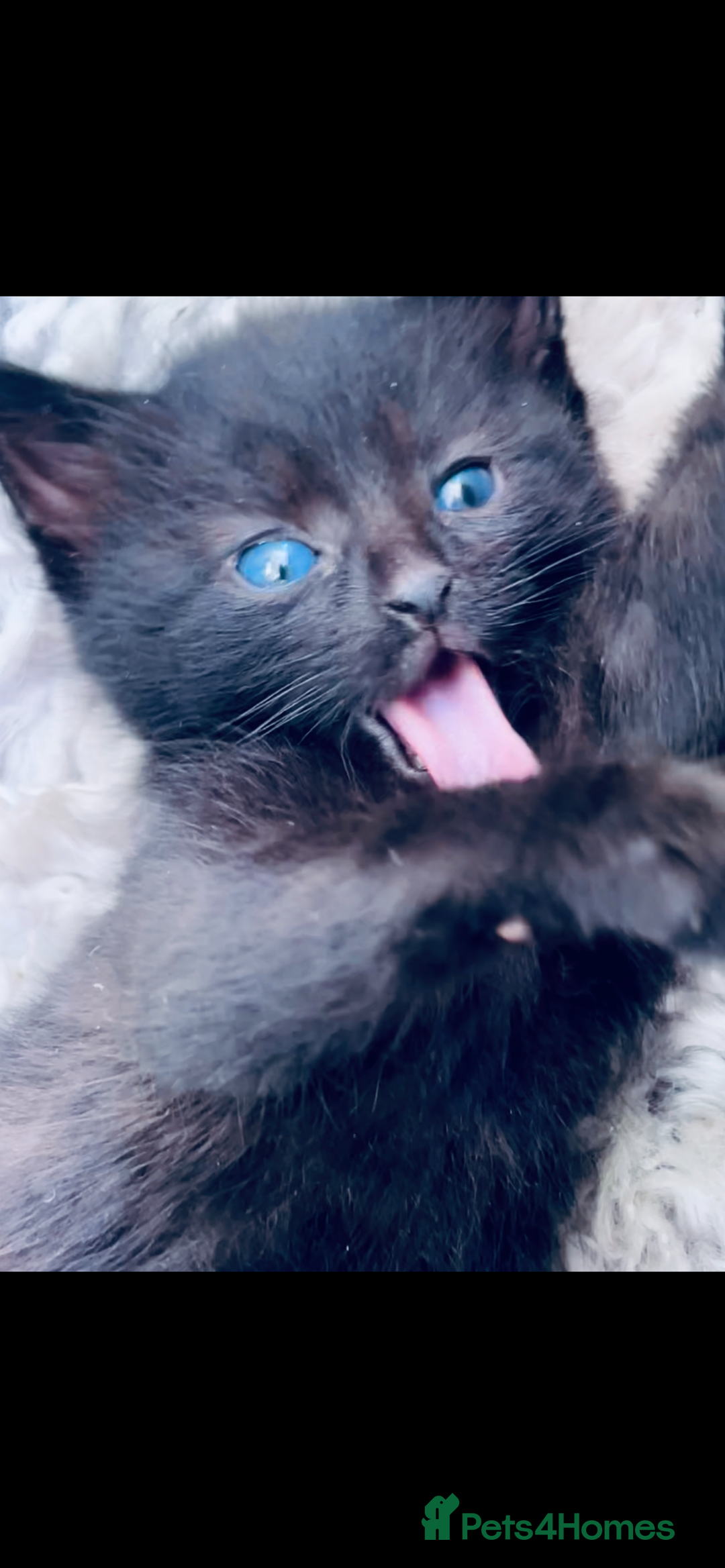 Mixed Breed cats for sale: 6 Kittens for sale - Image 6