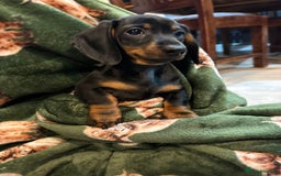 Dachshund dogs for sale: 5 stunning Dachshund puppies - Image 18