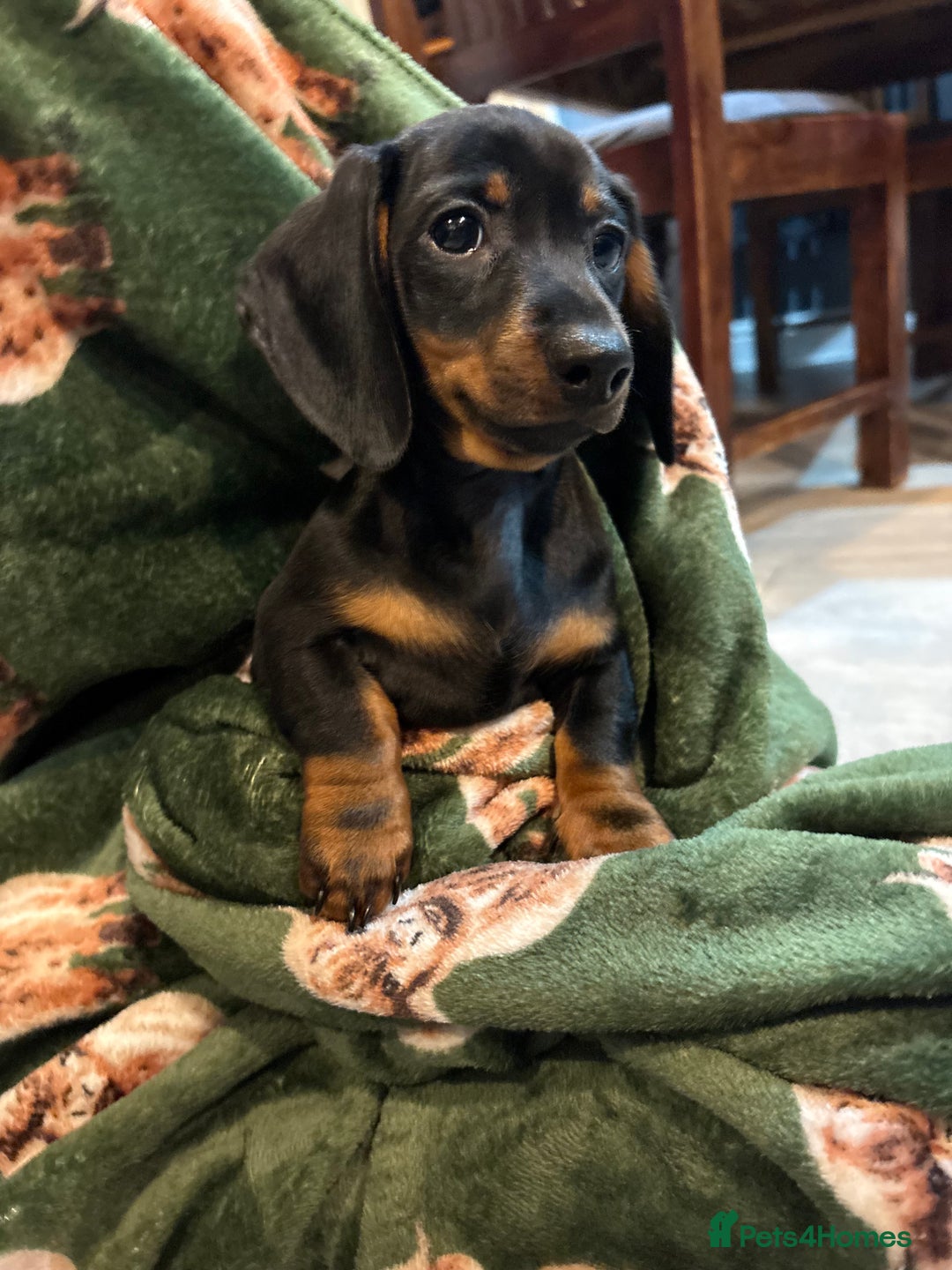 Dachshund dogs for sale: 5 stunning Dachshund puppies - Image 18
